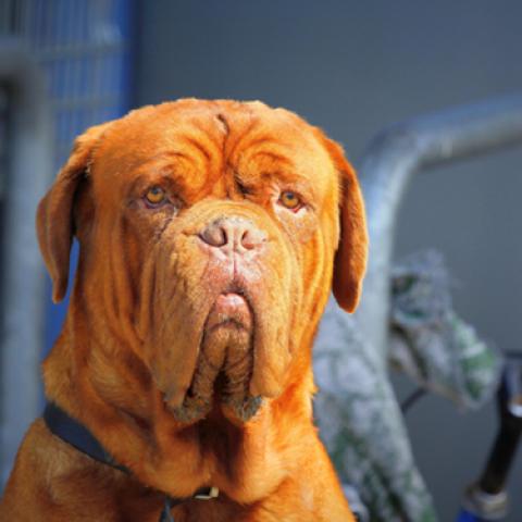 image dogs_lr_0019-jpg