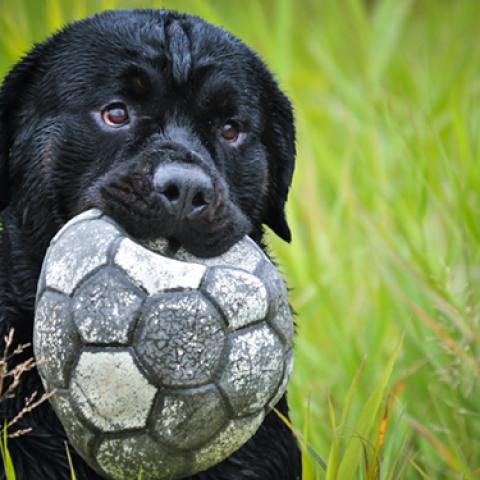 image dogs_lr_0021-jpg