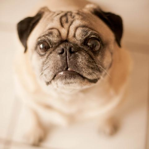 image dogs_lr_0024-jpg