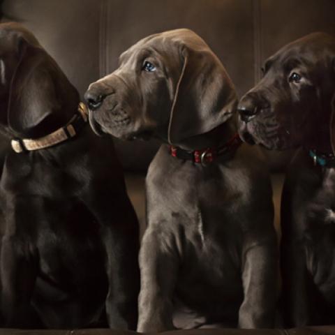 image dogs_lr_0031-jpg