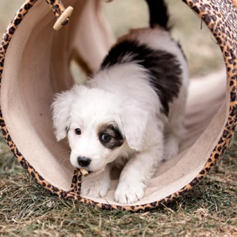 image dogs_lr_0032-jpg