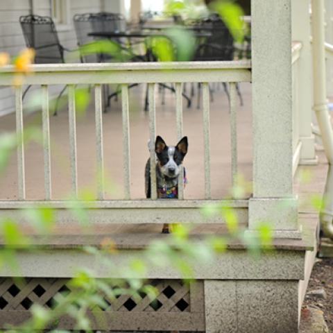 image dogs_lr_0038-jpg