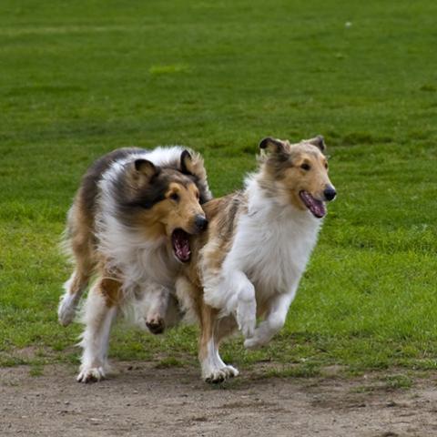 image dogs_lr_0040-jpg