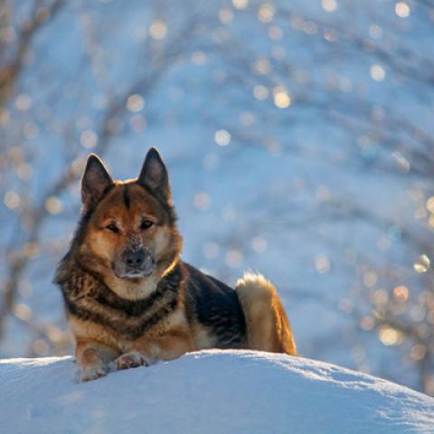 image dogs_lr_0042-jpg