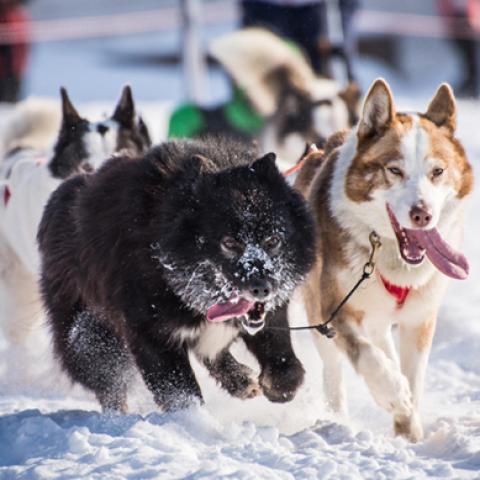 image dogs_lr_0045-jpg