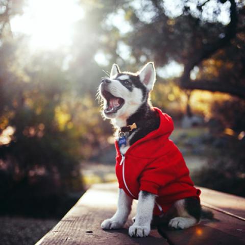 image dogs_lr_0046-jpg