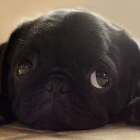 image dogs_lr_0053-jpg