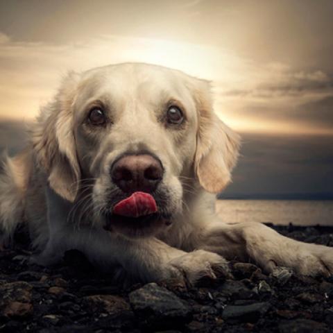 image dogs_lr_0056-jpg