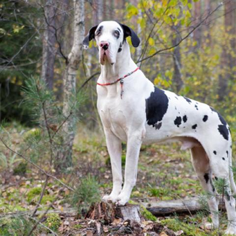 image dogs_lr_0060-jpg