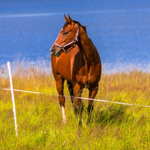 image farm_hr_0001-jpg