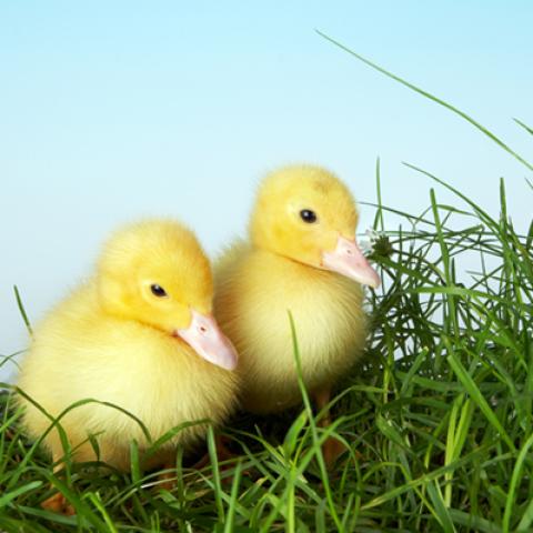 image farm_hr_0005-jpg