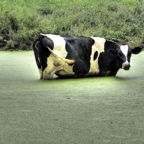 image farm_hr_0007-jpg
