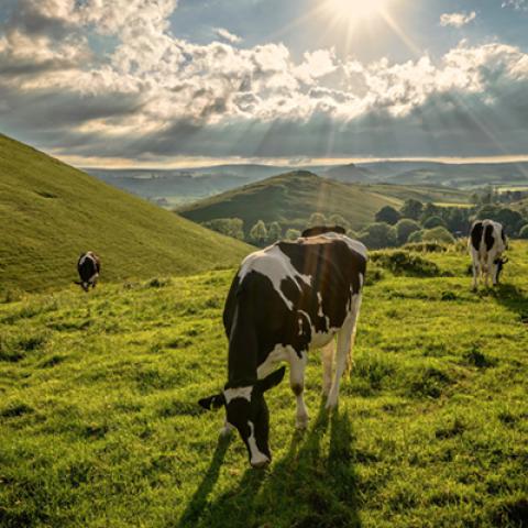 image farm_hr_0008-jpg
