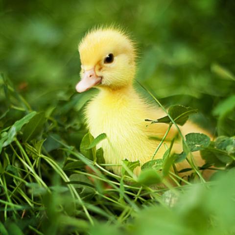 image farm_lr_0001-jpg