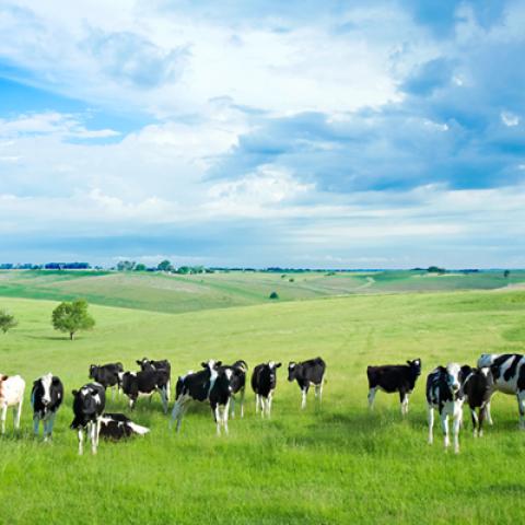 image farm_lr_0005-jpg