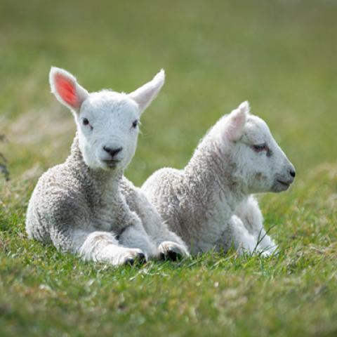 image farm_lr_0007-jpg
