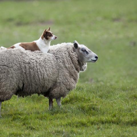 image farm_lr_0008-jpg