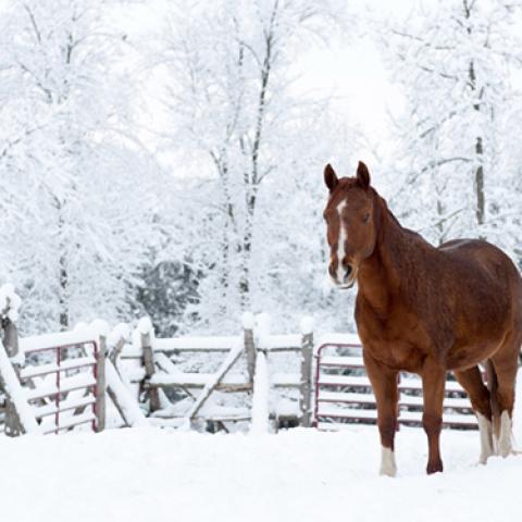 image farm_lr_0010-jpg