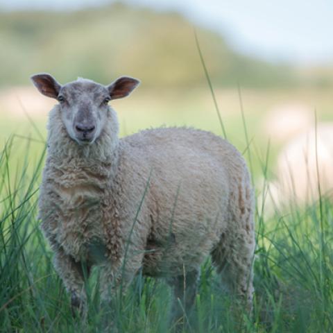 image farm_lr_0012-jpg