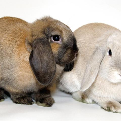 image farm_lr_0013-jpg