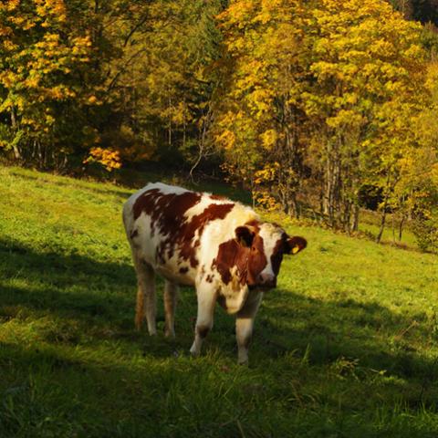 image farm_lr_0014-jpg