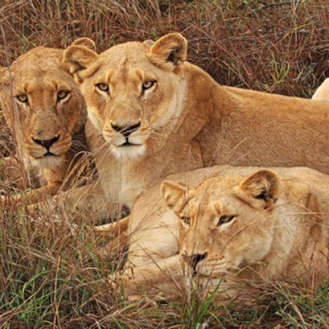 image wild_hr_0001-jpg