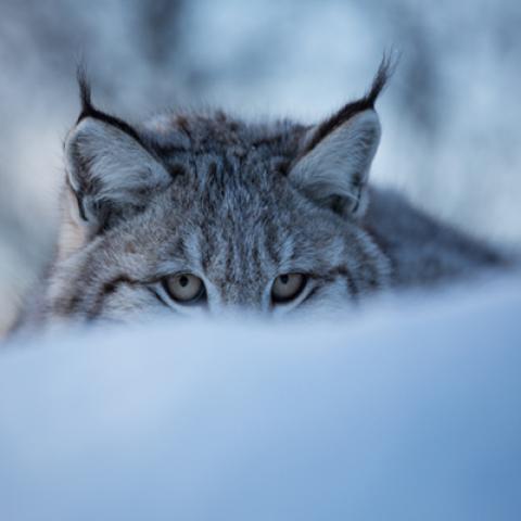 image wild_hr_0003-jpg