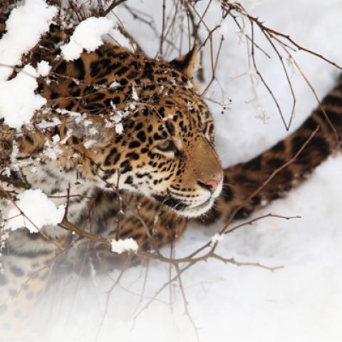 image wild_hr_0004-jpg