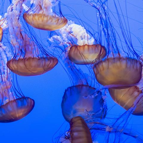 image wild_hr_0005-jpg