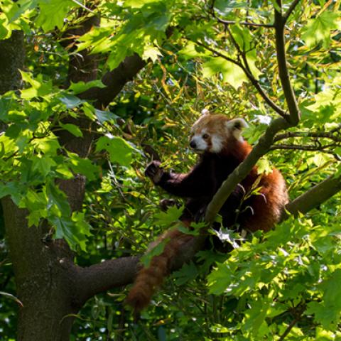 image wild_hr_0006-jpg