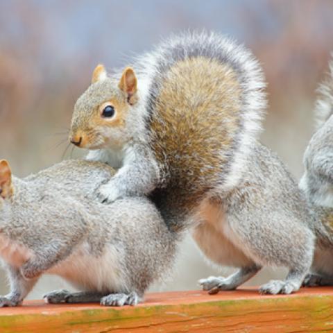 image wild_hr_0007-jpg