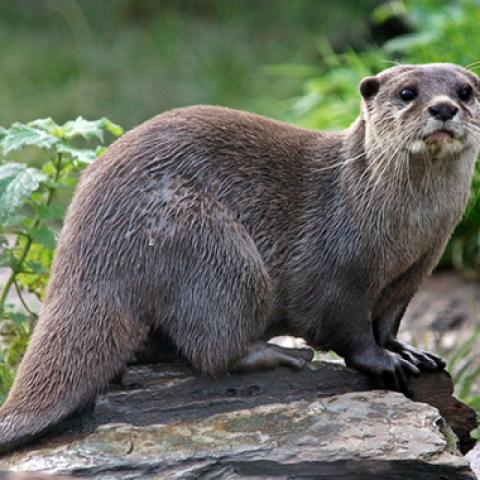 image wild_hr_0008-jpg