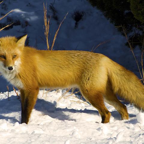 image wild_hr_0009-jpg