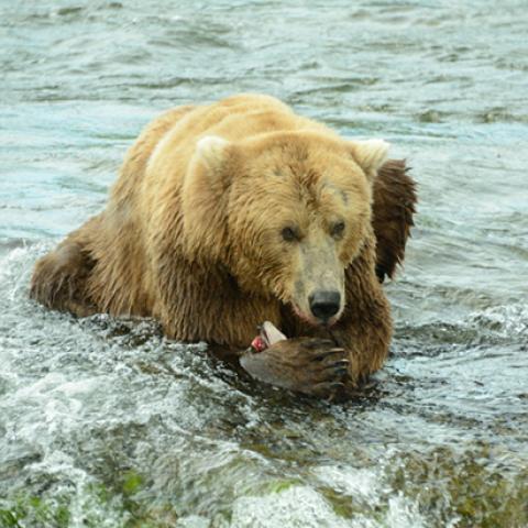 image wild_hr_0010-jpg