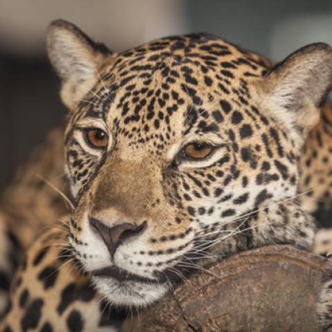 image wild_hr_0011-jpg