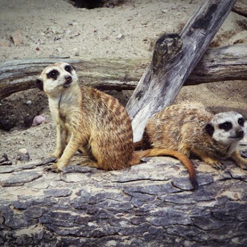 image wild_hr_0013-jpg