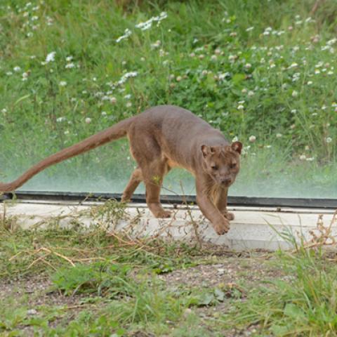 image wild_hr_0014-jpg