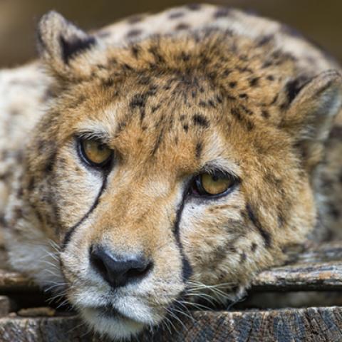 image wild_hr_0016-jpg
