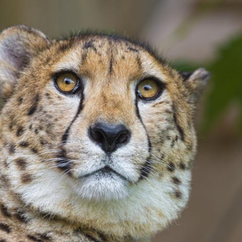 image wild_hr_0017-jpg