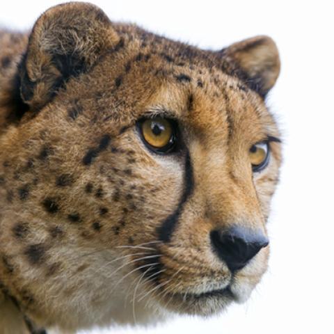 image wild_hr_0018-jpg