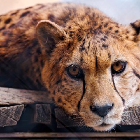 image wild_hr_0019-jpg