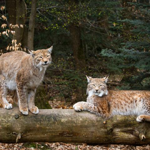 image wild_hr_0020-jpg