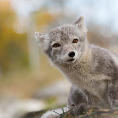 image wild_hr_0021-jpg