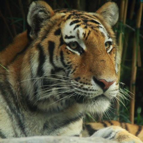 image wild_hr_0022-jpg