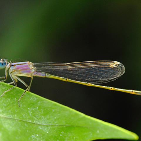 image wild_hr_0023-jpg