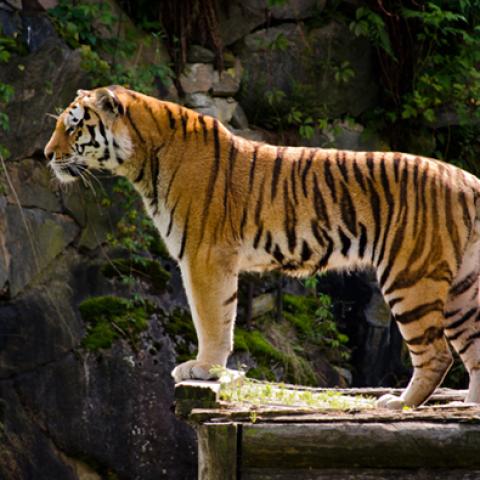 image wild_hr_0026-jpg
