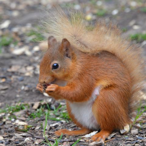 image wild_hr_0027-jpg