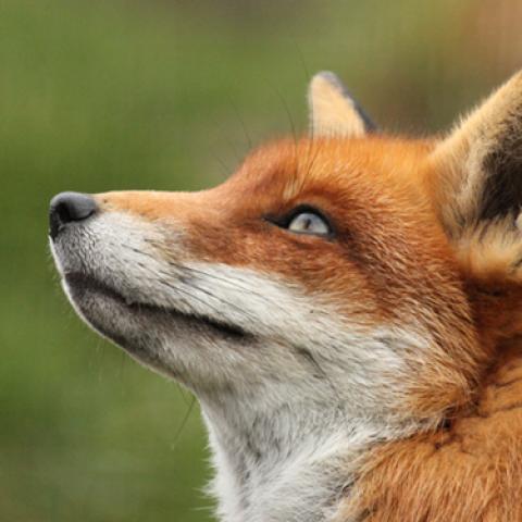 image wild_hr_0028-jpg