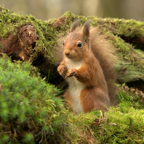 image wild_hr_0029-jpg
