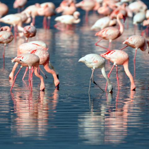 image wild_hr_0030-jpg